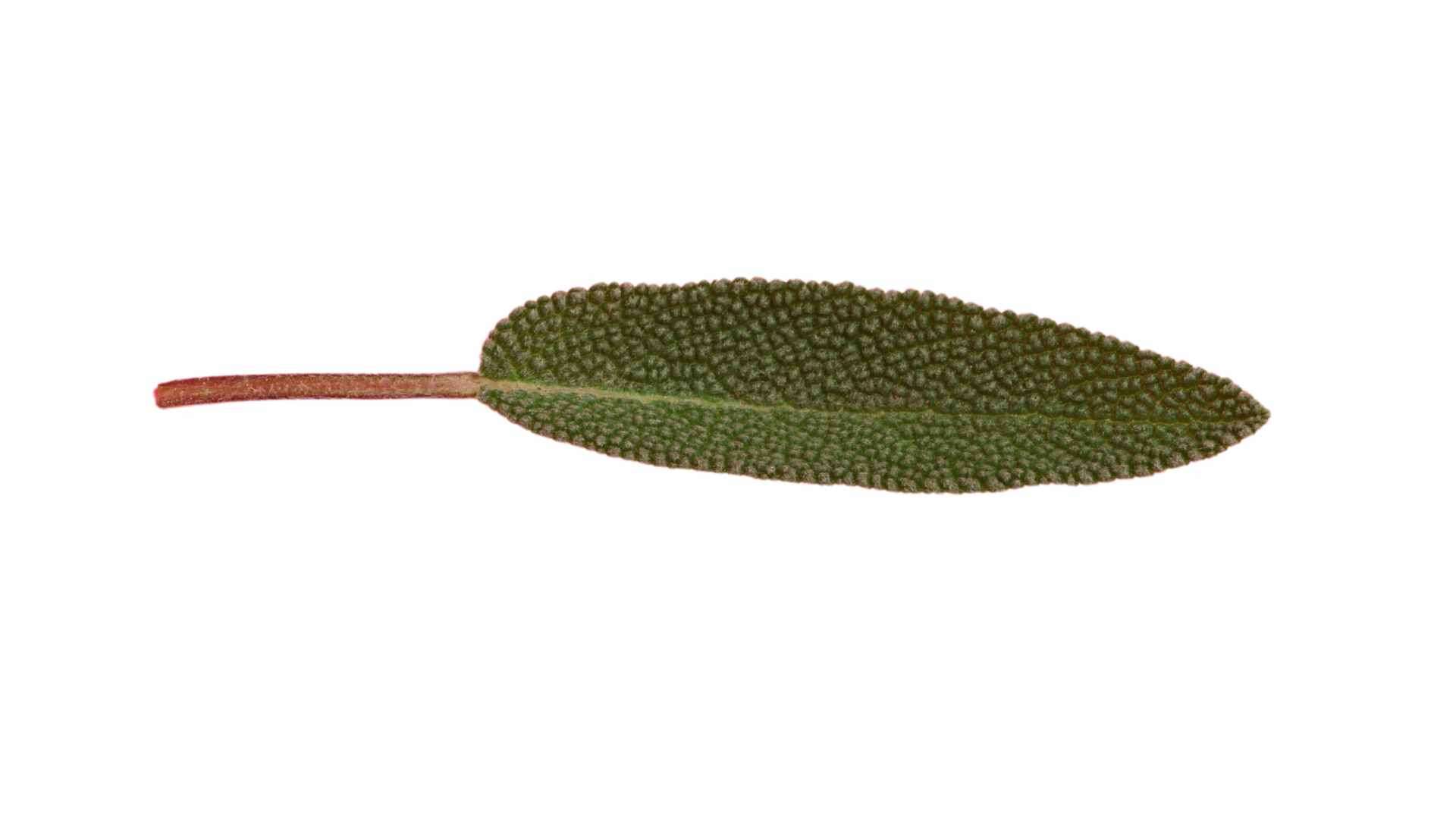 sage leaf on white background