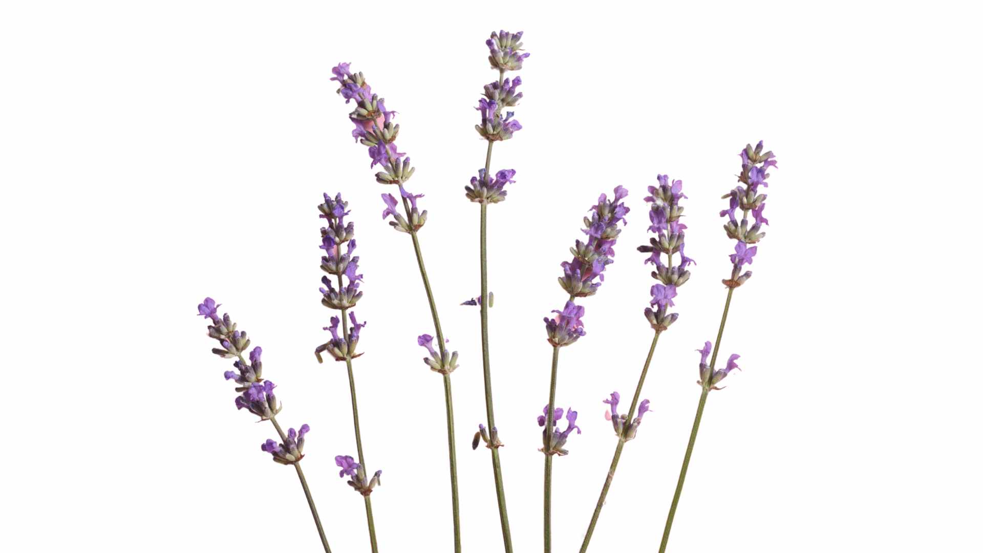 Lavender to Repair Hair